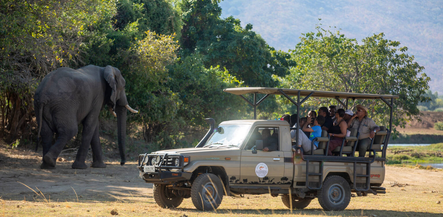 Green Park Safari background